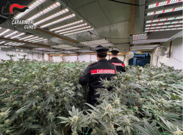 Coltivava marijuana in casa: arrestato un 48enne di Carpignano Sesia - Foto di repertorio