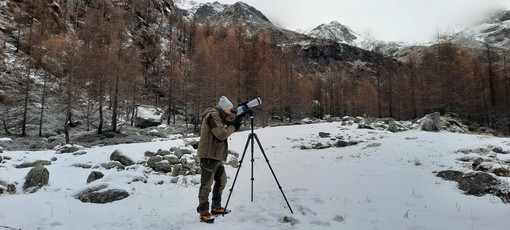 Alagna Valsesia, proseguono i censimenti della fauna alpina: oltre cento camosci avvistati e un giovane gipeto in volo Alagna Valsesia, proseguono i censimenti della fauna alpina: oltre cento camosci avvistati e un giovane gipeto in volo