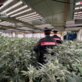 Coltivava marijuana in casa: arrestato un 48enne di Carpignano Sesia - Foto di repertorio Coltivava marijuana in casa: arrestato un 48enne di Carpignano Sesia - Foto di repertorio