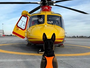 Piemonte, Unità Cinofile da Valanga in servizio nelle basi di Cuneo, Torino e Borgosesia