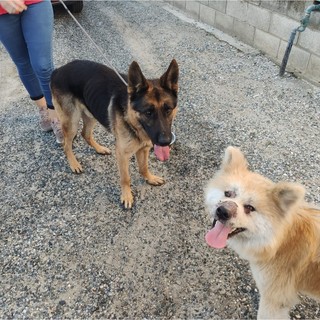 Unione montana Valsesia per il recupero di animali si affida ad Ambulanza veterinaria Italia Odv