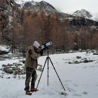 Alagna Valsesia, proseguono i censimenti della fauna alpina: oltre cento camosci avvistati e un giovane gipeto in volo