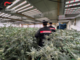 Coltivava marijuana in casa: arrestato un 48enne di Carpignano Sesia - Foto di repertorio