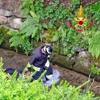 Cane cade in un canale, salvato dai Vigili del Fuoco