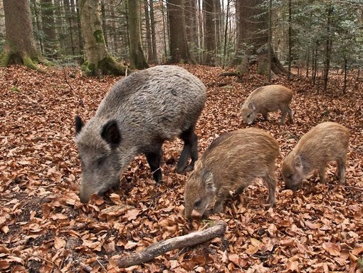 Peste Suina Africana: dal 1° settembre aperta la caccia al cinghiale in 14 aree del Piemonte