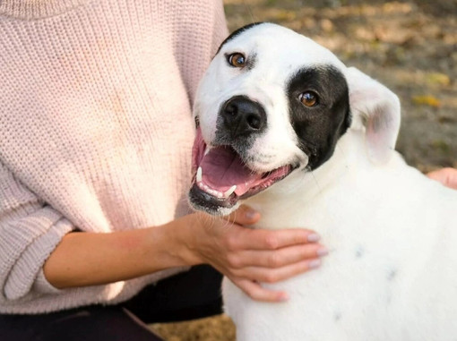 Appello del cuore: aiutiamo Conan? Soffre troppo in un box, non ce la fa