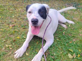 Appello del cuore: aiutiamo Conan? Soffre troppo in un box, non ce la fa