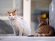 Regione, finanziati 22 progetti per la tutela delle colonie feline: a Biella 10mila euro