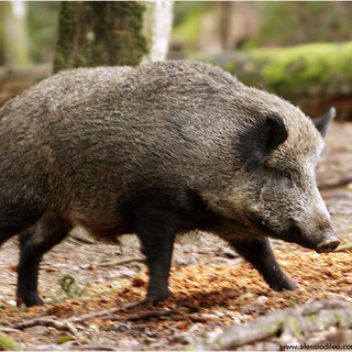 Peste Suina Africana, ammessa la caccia al cinghiale nelle province di Novara, Vercelli, Torino e Biella