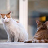 Regione, finanziati 22 progetti per la tutela delle colonie feline: a Biella 10mila euro