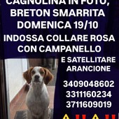 Romagnano Sesia, si cerca la cagnolina smarrita domenica 19 ottobre: l’appello dei proprietari Romagnano Sesia, si cerca la cagnolina smarrita domenica 19 ottobre: l’appello dei proprietari