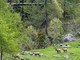 Parco Alta Valsesia, conclusi ad Alagna i censimenti primaverili degli ungulati selvatici