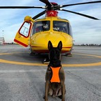 Piemonte, Unità Cinofile da Valanga in servizio nelle basi di Cuneo, Torino e Borgosesia