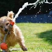 Animali da compagnia, estate: attenzione al caldo