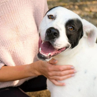 Appello del cuore: aiutiamo Conan? Soffre troppo in un box, non ce la fa