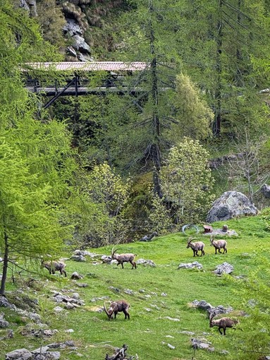 Parco Alta Valsesia, conclusi ad Alagna i censimenti primaverili degli ungulati selvatici Parco Alta Valsesia, conclusi ad Alagna i censimenti primaverili degli ungulati selvatici
