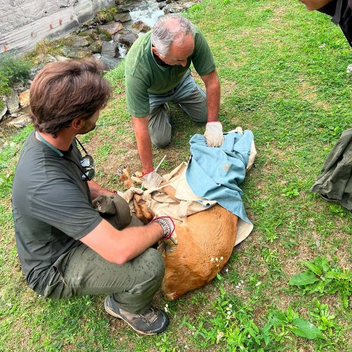 Capriolo ferito ad Alagna Valsesia, recuperato dai Guardiaparco vicino alla cascata di Otro