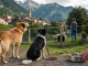 Cani e volontariato in Valsesia, l’estate richiama alla responsabilità contro l’abbandono Cani e volontariato in Valsesia, l’estate richiama alla responsabilità contro l’abbandono