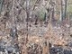 Un cervo cerca la sua strada tra le ceneri del bosco, il volto della Valsessera ferita dall'incendio VIDEO Un cervo cerca la sua strada tra le ceneri del bosco, il volto della Valsessera ferita dall'incendio VIDEO
