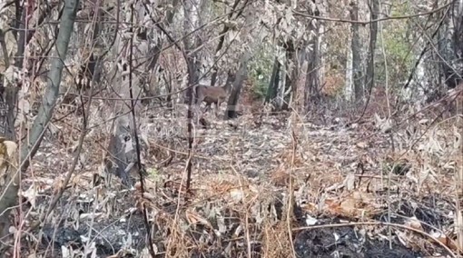 Un cervo cerca la sua strada tra le ceneri del bosco, il volto della Valsessera ferita dall'incendio VIDEO Un cervo cerca la sua strada tra le ceneri del bosco, il volto della Valsessera ferita dall'incendio VIDEO