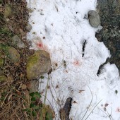 Carcasse di animali abbandonate nei boschi vicino a un ruscello: denuncia del Comitato SalvAmbiente - foto di Comitato SalvAmbiente Gattinara Carcasse di animali abbandonate nei boschi vicino a un ruscello: denuncia del Comitato SalvAmbiente - foto di Comitato SalvAmbiente Gattinara