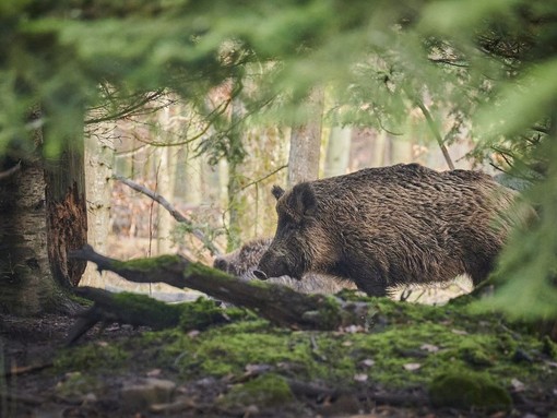 Peste Suina Africana: ammessa la caccia al cinghiale nella zona di Restrizione 1