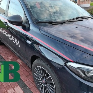 Cinghiale sulla strada, l'auto non riesce ad evitarlo: è successo a Crevacuore (foto di repertorio)