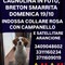 Romagnano Sesia, si cerca la cagnolina smarrita domenica 19 ottobre: l’appello dei proprietari