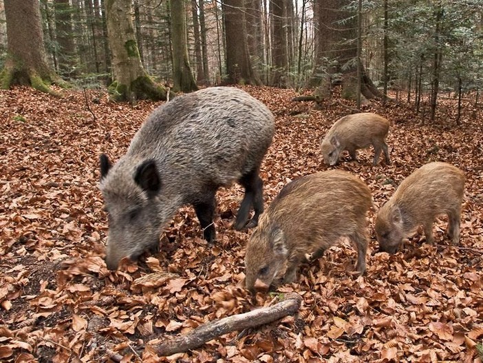 Peste Suina Africana: dal 1° settembre aperta la caccia al cinghiale in 14 aree del Piemonte