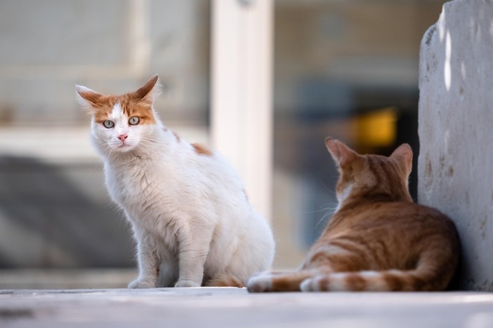 Regione, finanziati 22 progetti per la tutela delle colonie feline: a Biella 10mila euro