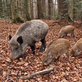 Peste Suina Africana: dal 1° settembre aperta la caccia al cinghiale in 14 aree del Piemonte