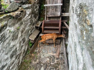 Capriolo ferito ad Alagna Valsesia, recuperato dai Guardiaparco vicino alla cascata di Otro