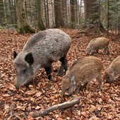 Peste Suina Africana: dal 1° settembre aperta la caccia al cinghiale in 14 aree del Piemonte
