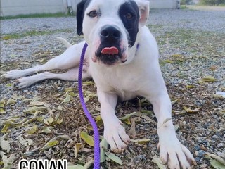 Appello del cuore: aiutiamo Conan? Soffre troppo in un box, non ce la fa