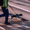 Portula, un regolamento per la tutela degli animali da affezione: non più cani a spasso senza guinzaglio (foto di repertorio)