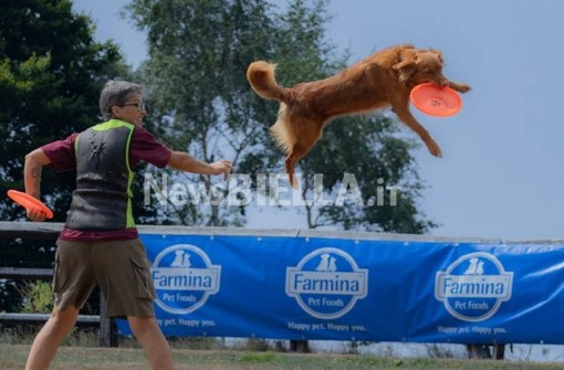 Velocità e intesa con il proprio cane: a Bielmonte va in scena il Campionato Nazionale di Disc Dog (servizio di Massimo Giacobbe per newsbiella.it) Velocità e intesa con il proprio cane: a Bielmonte va in scena il Campionato Nazionale di Disc Dog (servizio di Massimo Giacobbe per newsbiella.it)