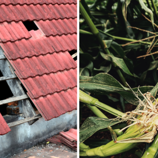Aziende agricole ed eventi calamitosi: come segnalare i danni