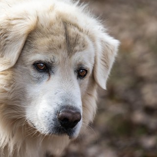 26 agosto, Giornata mondiale del cane, un amico fedele e affettuoso