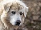 26 agosto, Giornata mondiale del cane, un amico fedele e affettuoso