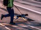 Portula, un regolamento per la tutela degli animali da affezione: non più cani a spasso senza guinzaglio (foto di repertorio)