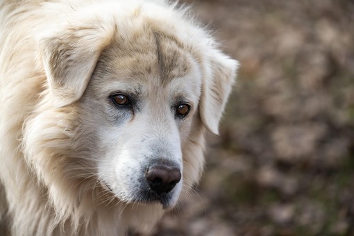 26 agosto, Giornata mondiale del cane, un amico fedele e affettuoso