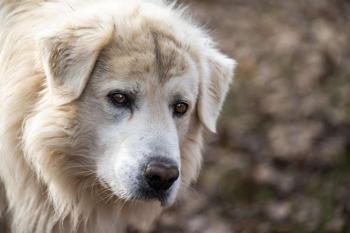 26 agosto, Giornata mondiale del cane, un amico fedele e affettuoso