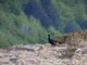 Valsesia, tre nuovi studi sullo stato della fauna nelle aree protette