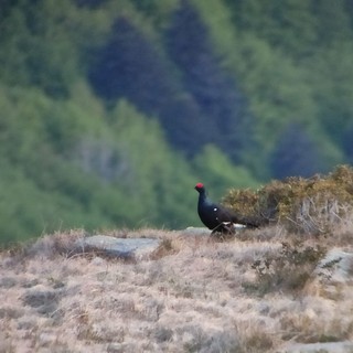 Valsesia, tre nuovi studi sullo stato della fauna nelle aree protette