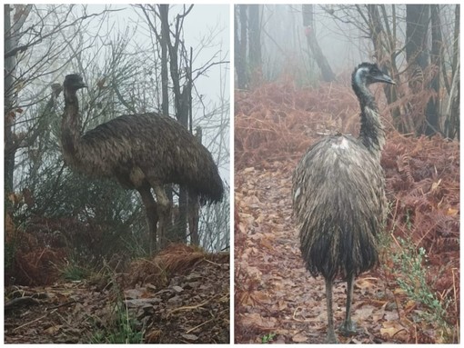 Scomparso un emù tra i boschi dell'alta Valsessera