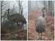 Scomparso un emù tra i boschi dell'alta Valsessera