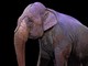 Borgosesia vieta gli spettacoli con utilizzo di animali Borgosesia vieta gli spettacoli con utilizzo di animali