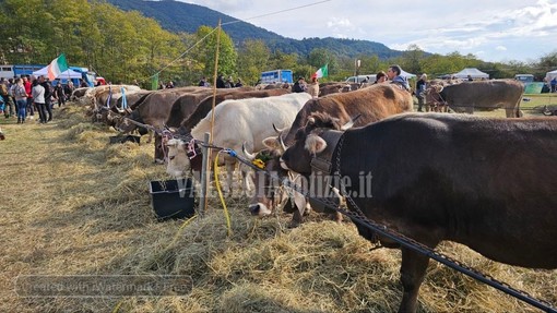 Fiera del bestiame di Doccio, soddisfazione per la 31ª edizione: presente anche il ministro Pichetto FOTO e VIDEO Fiera del bestiame di Doccio, soddisfazione per la 31ª edizione: presente anche il ministro Pichetto FOTO e VIDEO