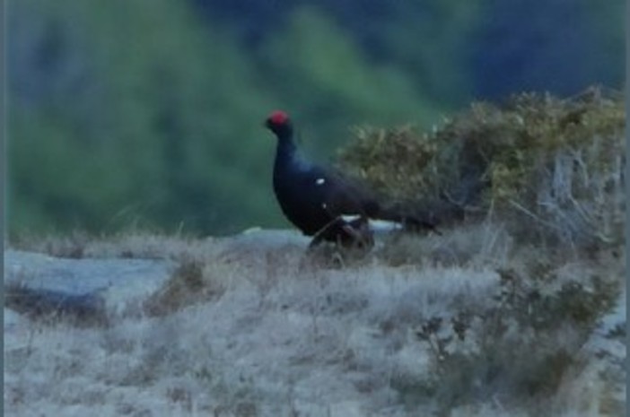Nelle Aree Protette della Valsesia cresce l’attenzione sui galliformi alpini: segnali incoraggianti per coturnice e fagiano di monte