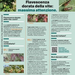 Piemonte, campagna 2026 contro la Flavescenza dorata per proteggere i vigneti